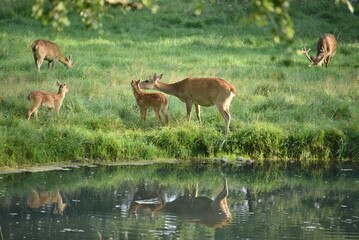 Sielski widok ze zwierzętami w ZOO