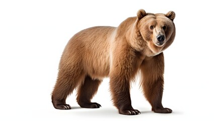 A brown bear standing on a white background