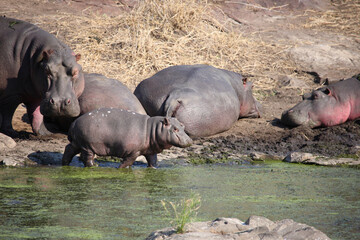 Flußpferd / Hippopotamus / Hippopotamus amphibius.
