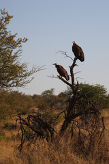 Kappengeier / Hooded vulture / Necrosyrtes monachus.
