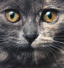 Beautiful gray kitten muzzle with big eyes closeup.