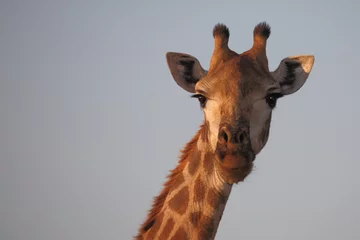 Gordijnen Giraffe / Giraffe / Giraffa camelopardalis © Ludwig
