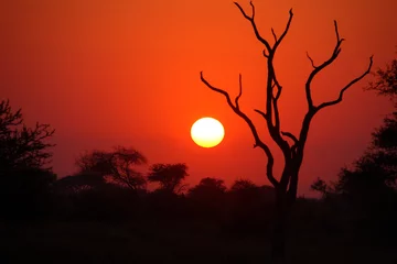 Foto op Plexiglas Sonnenaufgang - Krüger Park - Südafrika / Sunrise - Kruger Park - South Africa / © Ludwig
