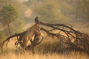 Afrikanischer Löwe / African lion / Panthera leo..