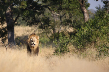 Afrikanischer Löwe / African lion / Panthera leo.