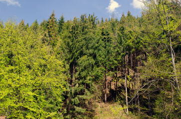 Summer forest in mountains