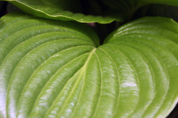 Green flower leaves