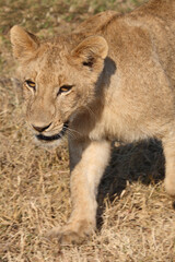 Fototapeta premium Afrikanischer Löwe / African lion / Panthera leo..