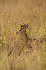 Afrikanischer Steinbock / Steenbok / Raphicerus campestris