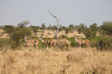 Naklejka premium Großer Kudu / Greater kudu / Tragelaphus strepsiceros.