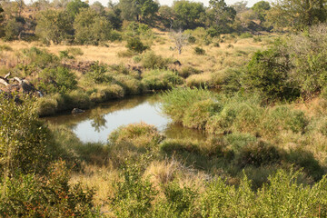 Afrikanischer Busch - Krügerpark - N`wanetsi River / African Bush - Kruger Park - N`wanetsi River /
