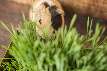 A guinea pig wants some grass