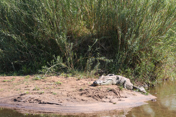 Nilkrokodil / Nile crocodile / Crocodylus niloticus
