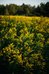rapeseed field