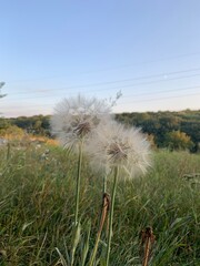 dandelion on the meadow