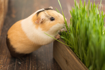 A guinea pig wants some grass