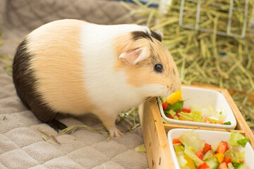 side view of guinea pig with salad