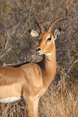 Naklejka premium Schwarzfersenantilope / Impala / Aepyceros melampus