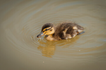 Baby Mallard duck in early spring morning in Ramat Gan park. Israel.
