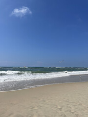 Birds on the Beach