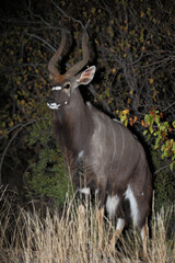 Nyala / Nyala / Tragelaphus angasii..