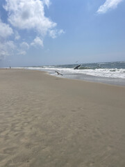 Birds on the Beach