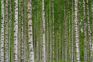 Birch grove as a natural background.