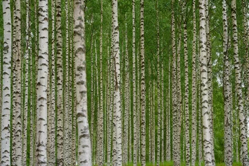 Abwaschbare Fototapete Birkenhain Birch grove as a natural background.