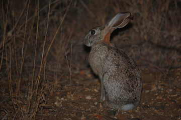 Buschhase / Scrub hare / Lepus saxatilis...