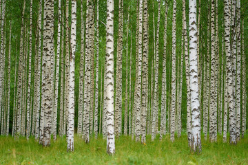 Birch grove as a natural background.