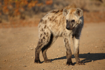 Tüpfelhyäne / Spotted hyaena / Crocuta crocuta...