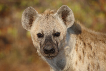 Obraz premium Tüpfelhyäne / Spotted hyaena / Crocuta crocuta