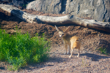 A Fennech fox with big ears in the sun.
