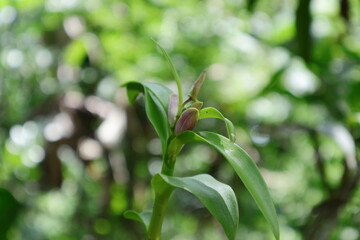 Beautiful view of flower buds of a Dendrobium Lucian Pink Orchid plant twig tip