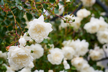 A white roses on a bush with a blurred background.