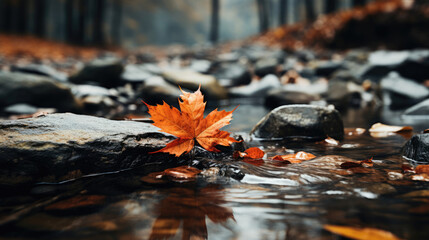 Maple leaves on a rocky stream in autumn