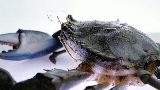 blue crab video, close up granchio blu turning on white backlight background