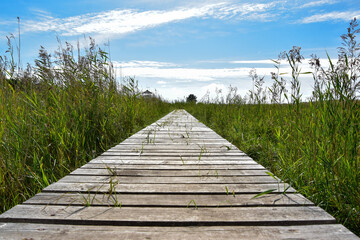Fototapeta premium A nature trail with a wooden boardwalk near the sea