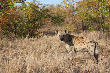 Obraz premium Tüpfelhyäne / Spotted hyaena / Crocuta crocuta