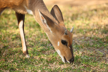 Buschbock / Bushbuck / Tregelaphus scriptus.