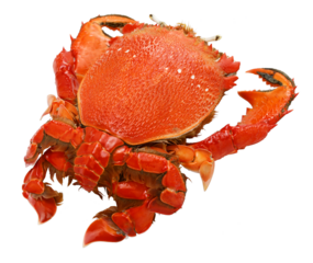 spanner crab, red frog crab isolated on white background