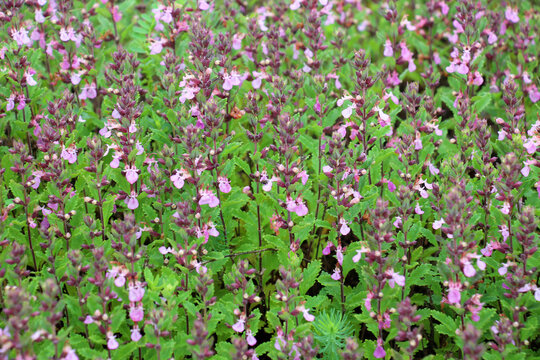 Teucrium chamaedrys grows in nature in summer