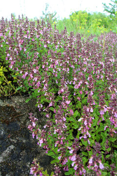 Teucrium chamaedrys grows in nature in summer