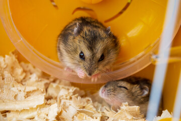 a couple of hamsters in a cage. Dzungarian hamsters, small cubs.
