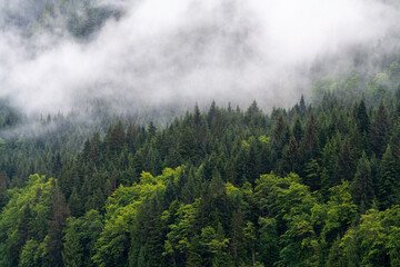 Naklejka premium Pine trees in the mist landscape along Inside Passage cruise, Vancouver Island, British Columbia, Canada.