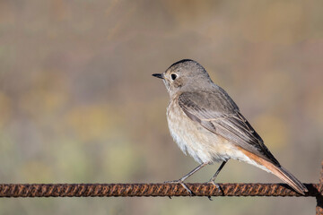 Colirrojo real - Phoenicurus phoenicurus