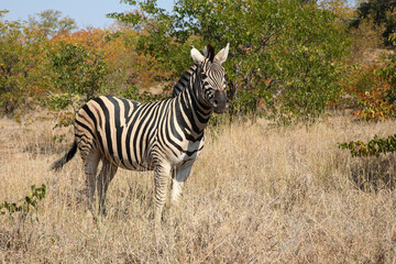 Naklejka premium Steppenzebra / Burchell's zebra / Equus quagga burchellii