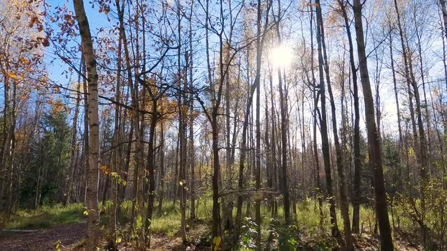 Slow motion of the camera along the autumn mixed forest on a sunny day, the rays break through the trees and bushes
