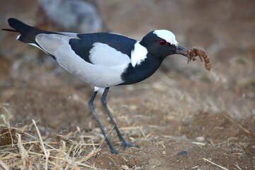 Waffenkiebitz / Blacksmith lapwing or Blacksmith plover / Vanellus armatus..