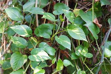 green leaf on tree with nature background, nature and environment concept.